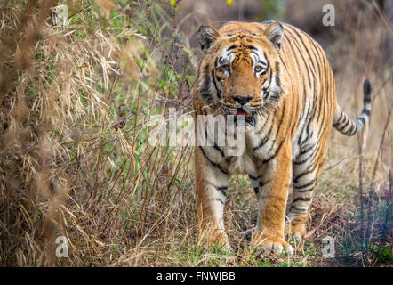 Waghdoh ou Scarface énorme tigre mâle dominant à Tadoba, Inde. ( Panthera tigris ) Banque D'Images