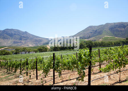 Vignes à Groot Constantia Wine Estate à Cape Town - Afrique du Sud Banque D'Images