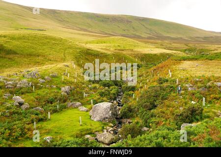 La plantation des risques liés aux inondations de la pauvreté. Eden river catchment Carrock, Beck, Cumbria, Angleterre, Royaume-Uni, Europe. Banque D'Images