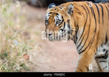 Waghdoh ou Scarface énorme tigre mâle dominant à Tadoba, Inde. ( Panthera tigris ) Banque D'Images