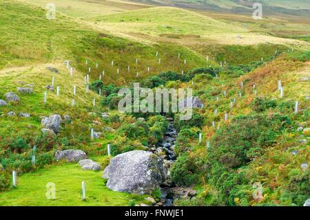 La plantation des risques liés aux inondations de la pauvreté. Eden river catchment Carrock, Beck, Cumbria, Angleterre, Royaume-Uni, Europe. Banque D'Images