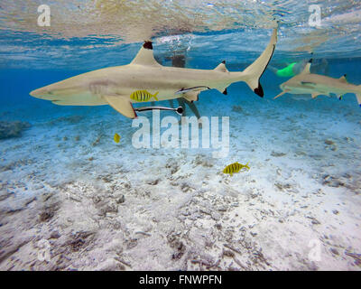 Les touristes sur une excursion de plongée en apnée pour voir les requins à pointe noire et de raies dans les eaux peu profondes du lagon de Bora Bora, Moo Banque D'Images