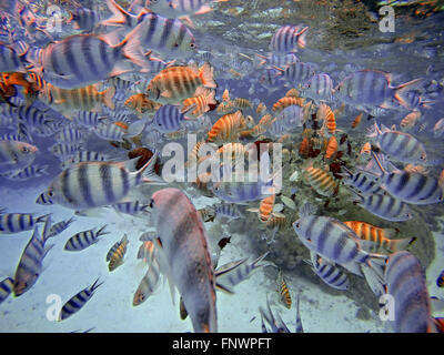 Excursion de plongée en apnée dans les eaux peu profondes du lagon de Bora Bora, Moorea, Polynésie Française, îles de la société, Pacifique Sud. Co Banque D'Images