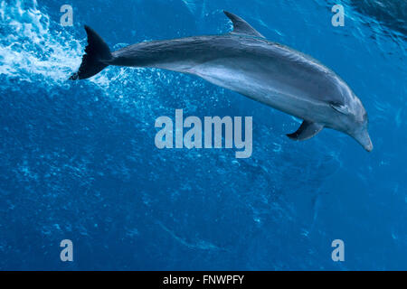 Grand dauphin (Tursiops truncatus) prenant des vagues. Dauphins dans Tuamotu, Rangiroa Atoll, croisière à bord du Paul Gaugui Banque D'Images