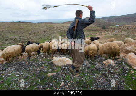 Berger de moutons dans le Nord de l'Iraq Banque D'Images