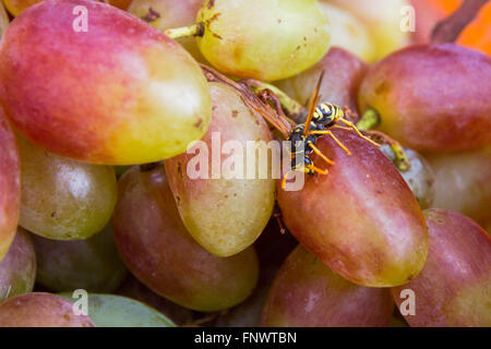 La guêpe sur le Raisin dans le panier Banque D'Images