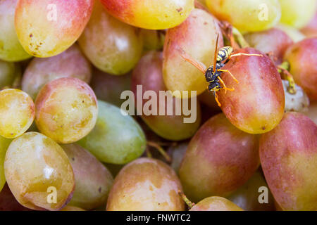 La guêpe sur le Raisin dans le panier Banque D'Images