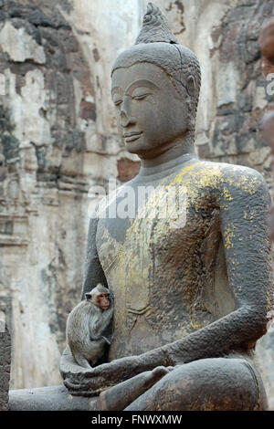 Confort dans le singe trouve les bras de Bouddha Banque D'Images