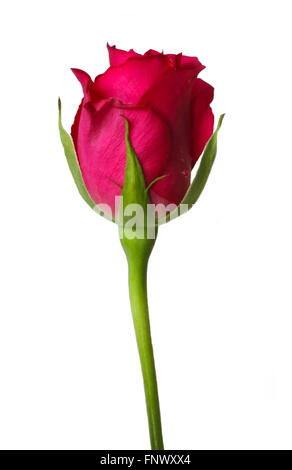 Rose Rose Bud Banque D'Images