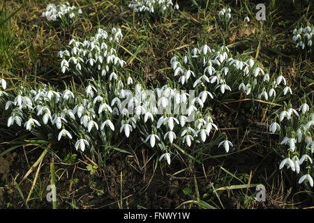 Galanthus nivalis, la goutte de neige. Riehen, canton de Bâle-ville, Suisse. Banque D'Images