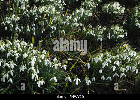 Galanthus nivalis, la goutte de neige. Riehen, canton de Bâle-ville, Suisse. Banque D'Images