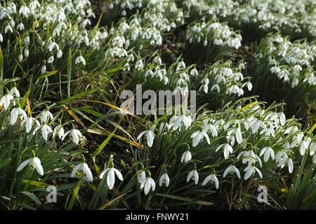 Galanthus nivalis, la goutte de neige. Riehen, canton de Bâle-ville, Suisse. Banque D'Images