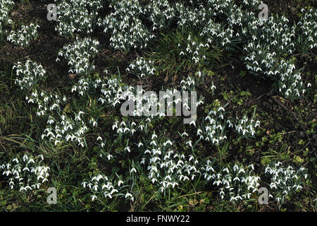 Galanthus nivalis, la goutte de neige. Riehen, canton de Bâle-ville, Suisse. Banque D'Images