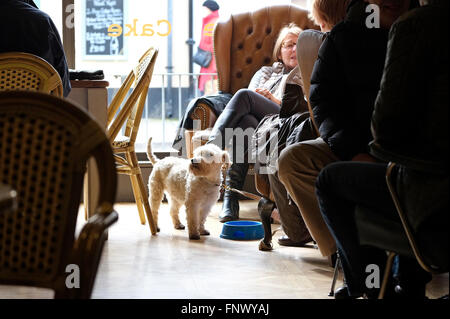 Chien terrier en café intérieur, Holt, North Norfolk, Angleterre Banque D'Images