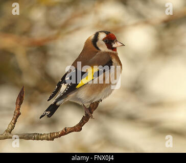 Goldfinch, Goldfinch européen, Carduelis carduelis, assis sur une branche avec des bourgeons Banque D'Images