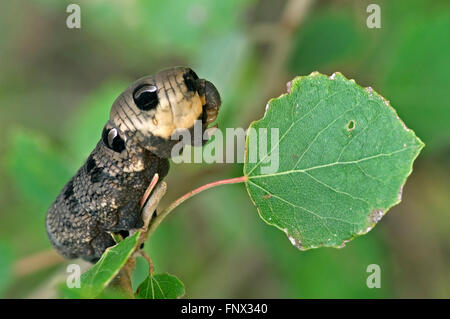 Elephant hawk-moth caterpillar (Deilephila elpenor / Sphinx elpenor) portrait Banque D'Images