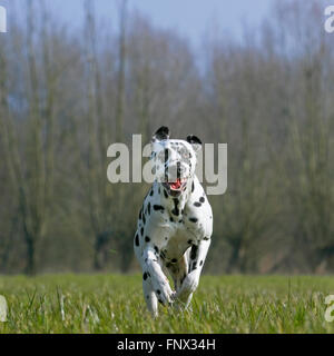 Chien dalmatien / transport / spotted coach chien qui court dans le champ Banque D'Images