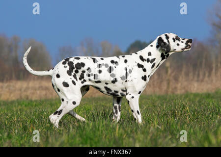 Chien dalmatien / transport / spotted coach dog in field Banque D'Images