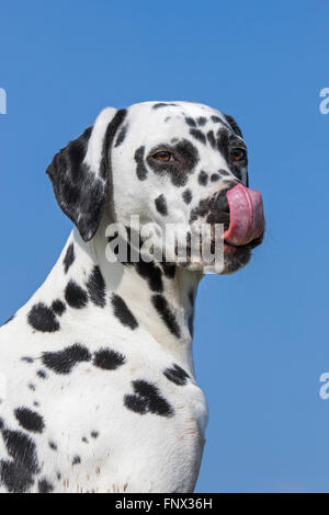 Portrait de chien Dalmatien / transport / spotted coach chien léchant le nez avec grande langue maternelle Banque D'Images