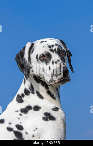 Chien dalmatien / transport / spotted coach dog portrait Banque D'Images