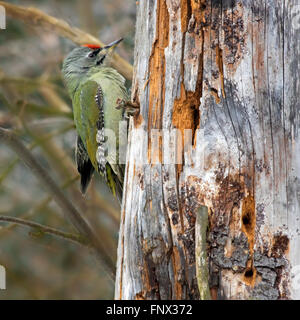 Pic à tête gris / gris-face woodpecker (Picus canus) d'hommes qui se nourrissent de tronc d'arbre dans la forêt Banque D'Images