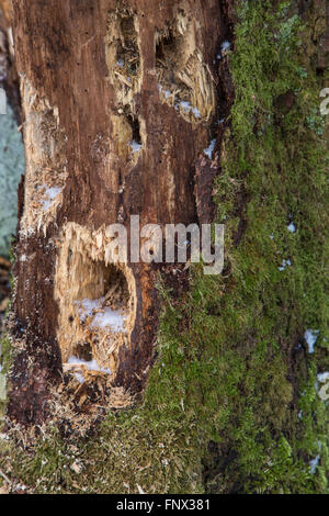 Plusieurs trous dans le tronc de l'arbre martelé par les vers blancs à pic dans le bois mort en forêt Banque D'Images