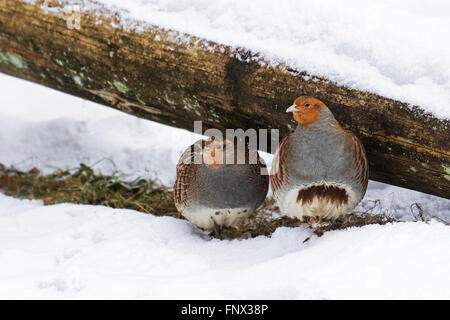 Perdrix grise perdrix / Anglais (Perdix perdix) couple cherchant refuge sous ouvrir une session dans la neige en hiver Banque D'Images