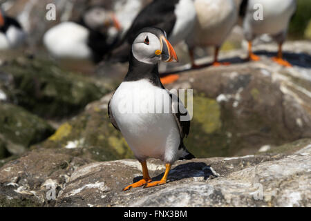 Macareux moine (Fratercula arctica), Iles Farne, Northumberland, England, UK Banque D'Images