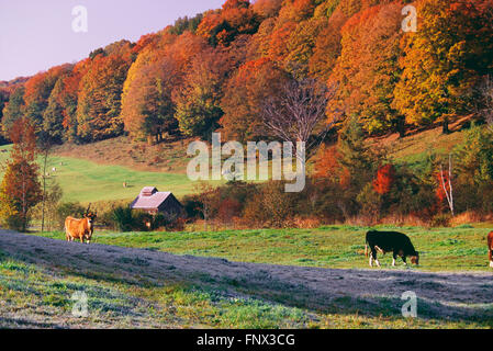 Cow et cabane à sucre à l'automne, New York, USA Banque D'Images