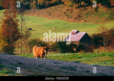 Cow et cabane à sucre à l'automne, New York, USA Banque D'Images