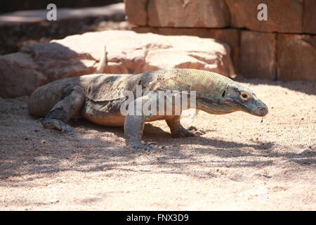 Dragon de Komodo (Varanus komodoensis), side view Banque D'Images