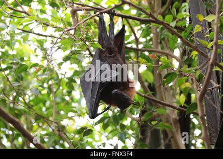 Grande tyrolienne / gros fruits bat / kalong (Pteropus vampyrus) Banque D'Images