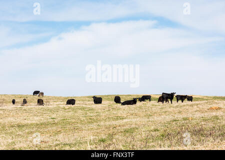 Le bétail sur une ferme bovine Banque D'Images