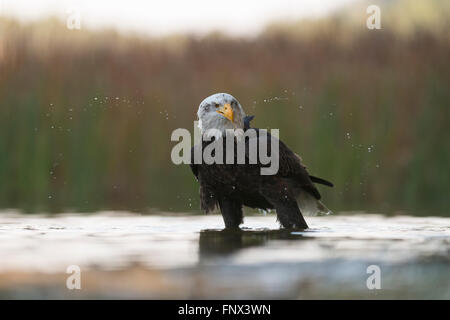 Pygargue à tête blanche / American Eagle (Haliaeetus leucocephalus), adulte, se trouve dans les eaux peu profondes, de secouer sa tête. Banque D'Images