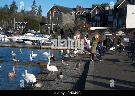 Les Cygnes tuberculés oies et canards se mêler aux touristes et visiteurs par le front de la Bowness-on-Windermere Lake District Cumbria England Banque D'Images