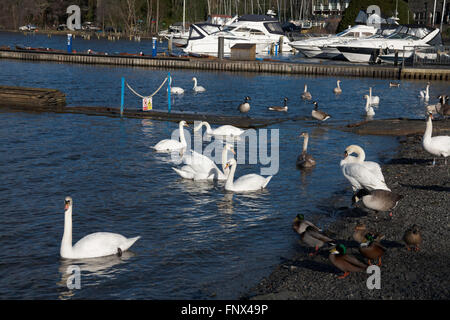 Les Cygnes tuberculés oies et canards se mêler aux touristes et visiteurs par le front de la Bowness-on-Windermere Lake District Cumbria England Banque D'Images