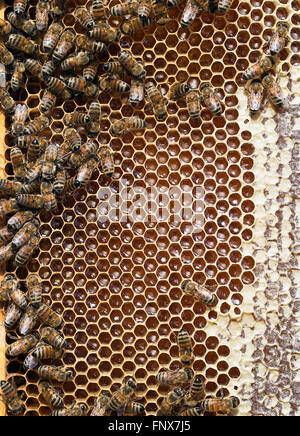 Libre d'abeilles du miel dans la ruche, avec miel. Banque D'Images