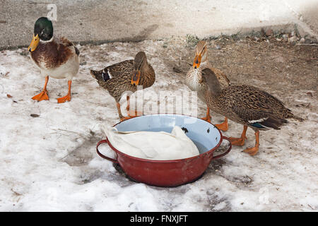 Cinq canards domestiques colorés dans la neige Banque D'Images