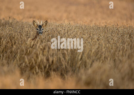 Roe Deer / Rehbock ( Capreolus capreolus ), buck avec bois pointu, se cachant dans un champ de blé, à regarder attentivement. Banque D'Images