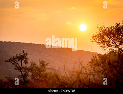 Ciel de coucher du soleil à travers les arbres et les collines au Botswana, l'Afrique, avec une silhouette d'oiseau regardant le coucher de soleil Banque D'Images