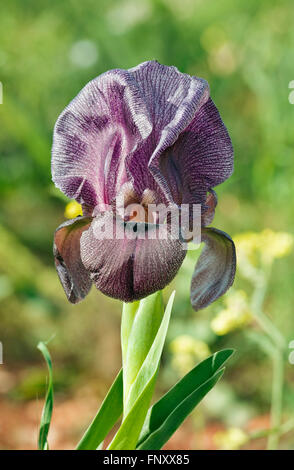 Belle fleur violet iris close-up Banque D'Images