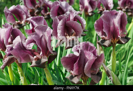 Belle fleur violet iris close-up Banque D'Images