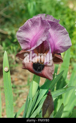 Belle fleur violet iris close-up Banque D'Images