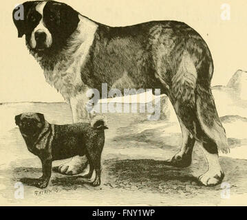 L'American book du chien. L'origine, le développement, les caractéristiques spéciales, l'utilité, l'élevage, la formation, les points de juger, de maladies, et la cage à la gestion de toutes les races de chiens (1891) Banque D'Images