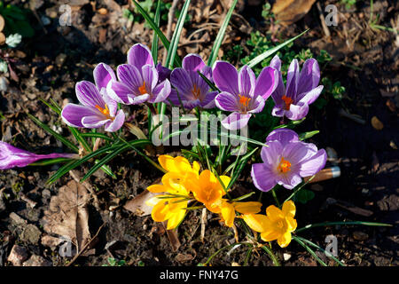 Crocus EN FLEURS DANS LE SOLEIL Banque D'Images