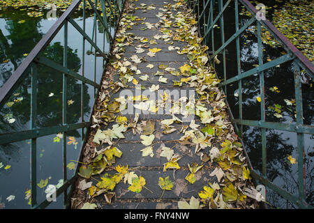 Autmn feuilles flottant à la surface d'une petite rivière et reflétant l'arbre silhouettes au-dessus de chaque côté d'une passerelle. Banque D'Images