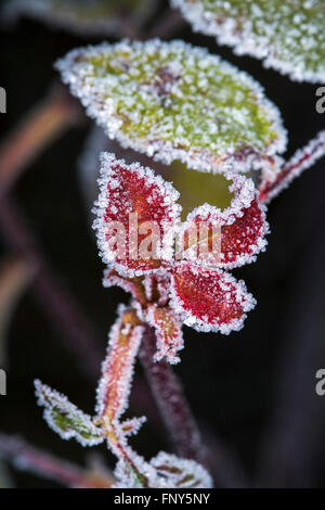 Cristaux de givre et de glace sur une rose rose dans la lumière du soleil tôt le matin. Banque D'Images