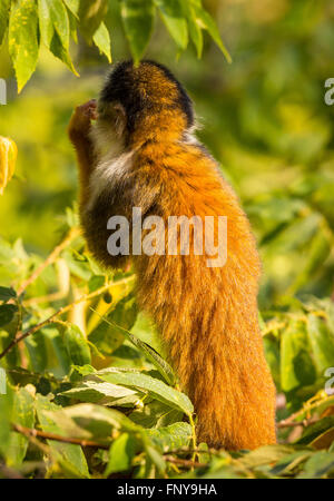 Péninsule de Osa, COSTA RICA - Amérique centrale singe écureuil dans la forêt tropicale. Banque D'Images
