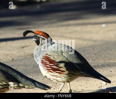 La caille du Gambel courir sur le terrain à Scottsdale, Arizona Banque D'Images