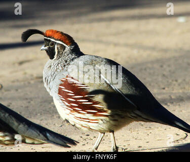 La caille du Gambel courir sur le terrain à Scottsdale, Arizona Banque D'Images